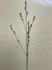 Kellochloa brachyantha