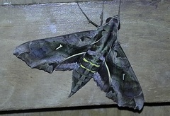 Hemeroplanes triptolemus