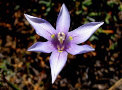 Moraea polyanthos