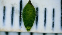 Kellochloa brachyantha