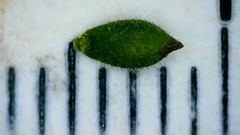 Kellochloa brachyantha