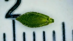 Kellochloa brachyantha