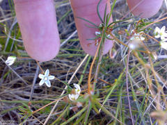 Pharnaceum dichotomum