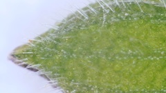 Kellochloa brachyantha