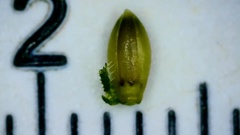 Kellochloa brachyantha