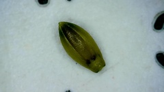 Kellochloa brachyantha