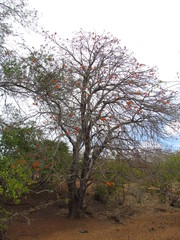 Erythrina velutina