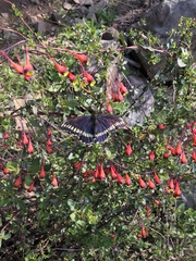 Battus polydamas psittacus