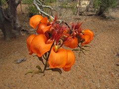 Erythrina velutina