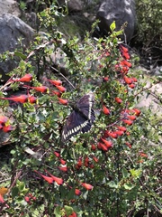 Battus polydamas psittacus