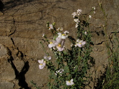 Nemesia fruticans