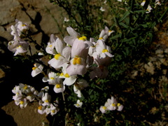 Nemesia fruticans