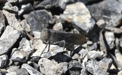 Circotettix crotalum