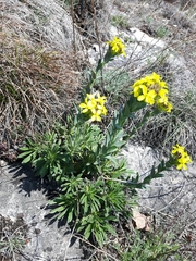 Alyssoides utriculata