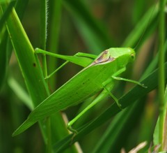 Amblycorypha oblongifolia