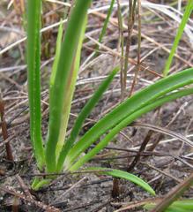 Pauridia serrata serrata