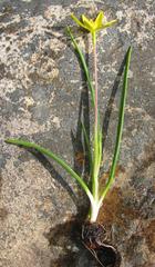 Pauridia serrata serrata