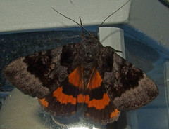 Catocala badia coelebs