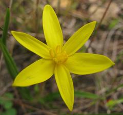 Pauridia serrata serrata