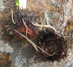 Pauridia serrata serrata