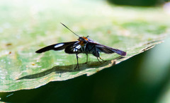 Pythonides lancea