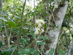 Homalium rufescens