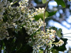 Homalium rufescens