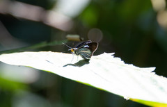 Pythonides lancea