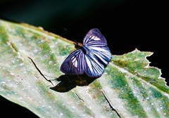 Pythonides lancea