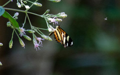 Placidina euryanassa