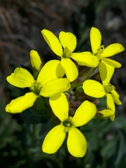 Alyssoides utriculata