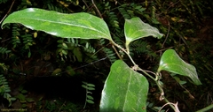 Smilax laurifolia