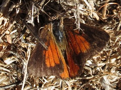 Aloeides thyra thyra