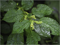 Boehmeria pilosiuscula