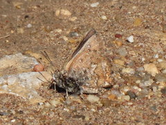 Aloeides thyra thyra