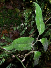 Smilax laurifolia