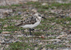 Calidris alba
