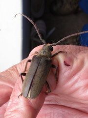 Prosphilus serricornis