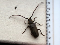 Prosphilus serricornis