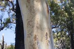 Eucalyptus racemosa