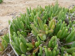 Drosanthemum luederitzii
