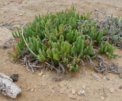 Drosanthemum luederitzii