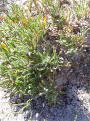 Centella tridentata tridentata