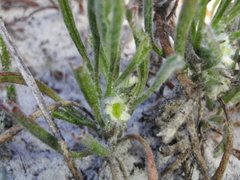 Centella tridentata tridentata