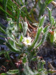 Centella tridentata tridentata