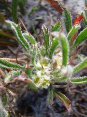 Centella tridentata tridentata