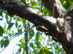 Xiphorhynchus flavigaster