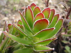Crassula fallax