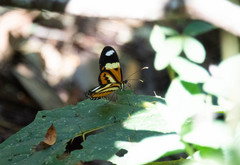Placidina euryanassa