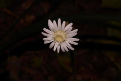 Gerbera cordata